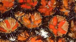 Sea urchins